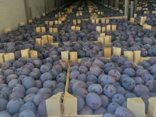 Hello, I export plums from Bulgaria. At the moment