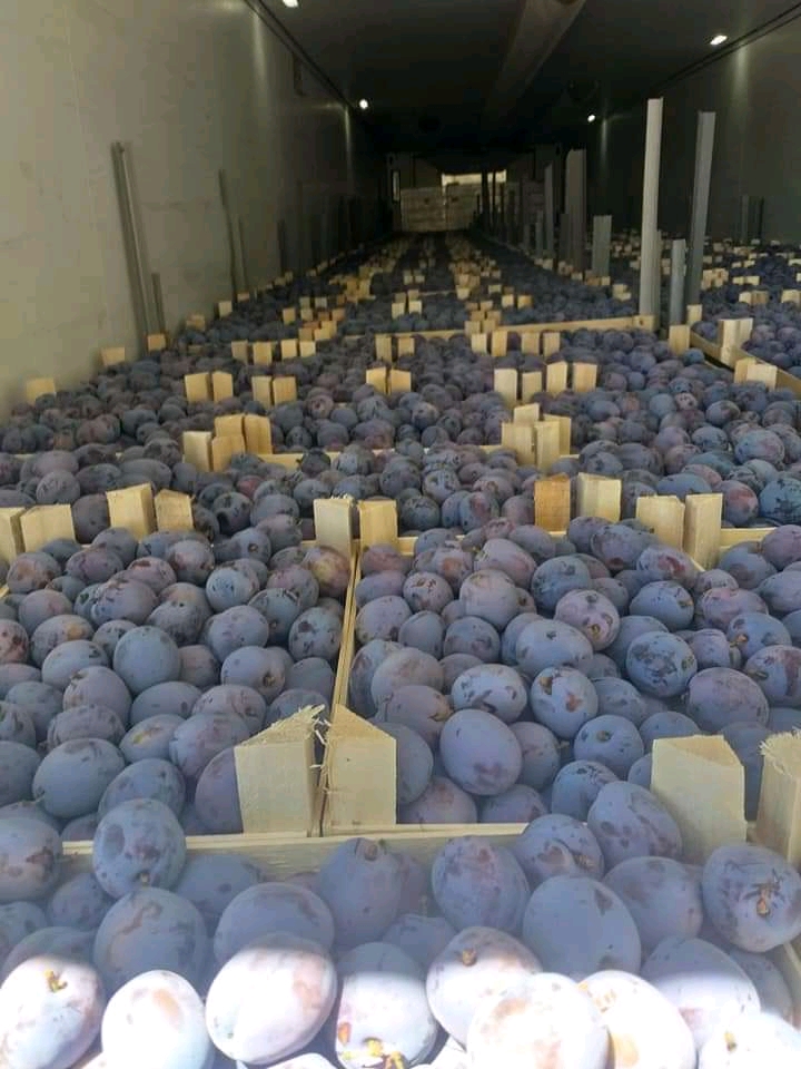 Hello, I export plums from Bulgaria