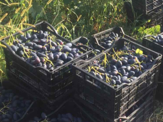 I will sell a fresh dessert for export, very