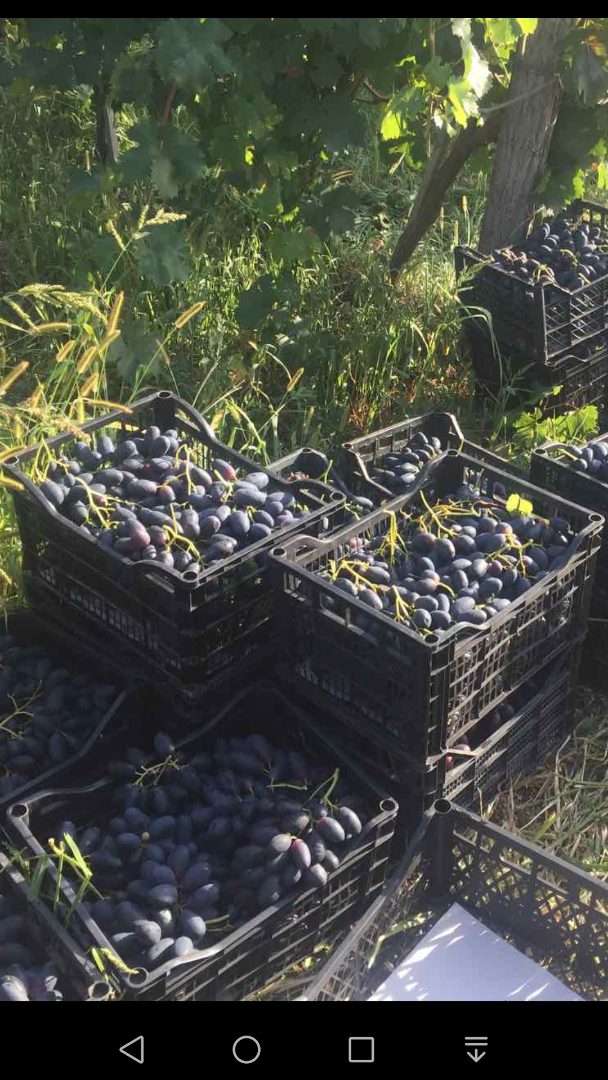 I will sell a fresh dessert for export, very large, early black grapes