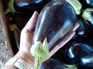 I will sell Eggplant and Peppers of my own
