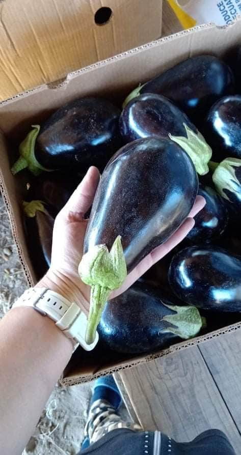 I will sell Eggplant and Peppers of my own production
