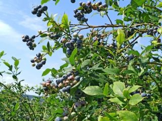 Blueberry for sale, Bluecrop variety. About 100 kg a