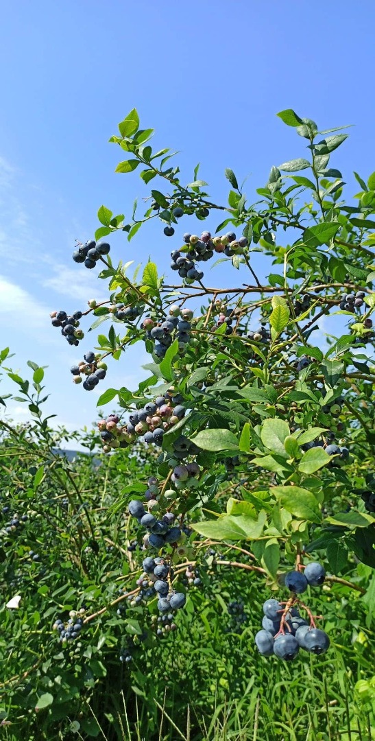 Blueberry for sale, Bluecrop variety