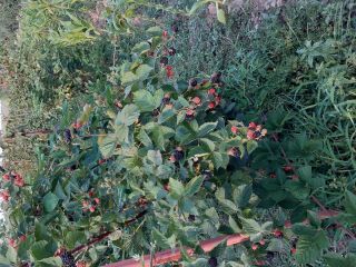 Blackberry organic culture