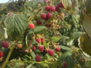 I sell raspberries, 15 lei / kg and blackberries