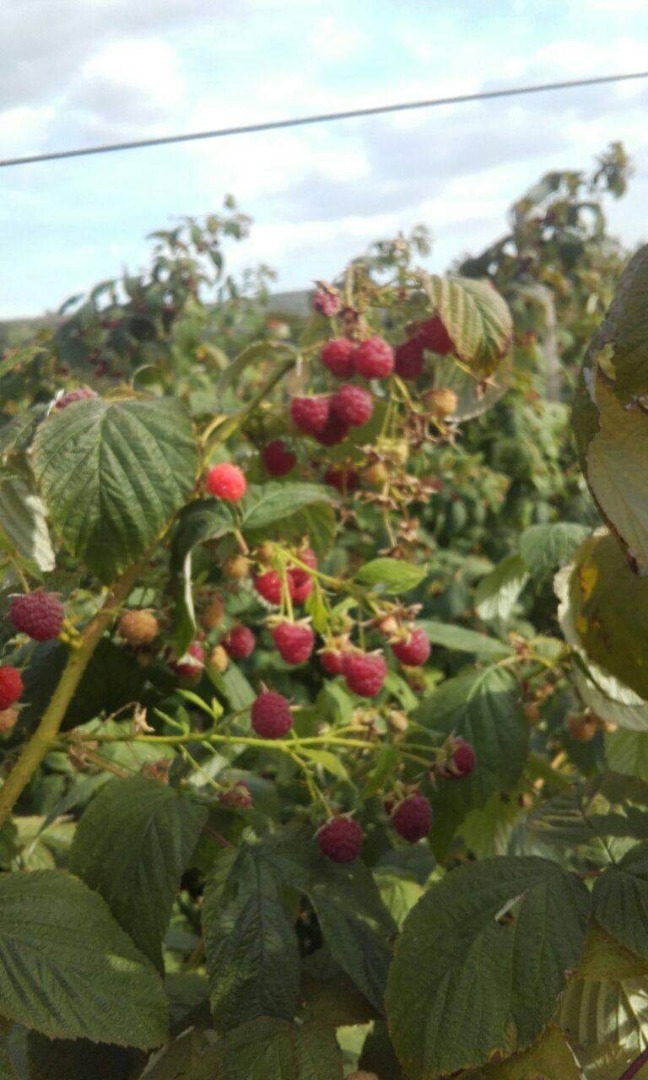 I sell raspberries, 15 lei / kg and blackberries at 10 lei per kg
