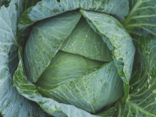 Cabbage straight from the field. Wholesale and retail.