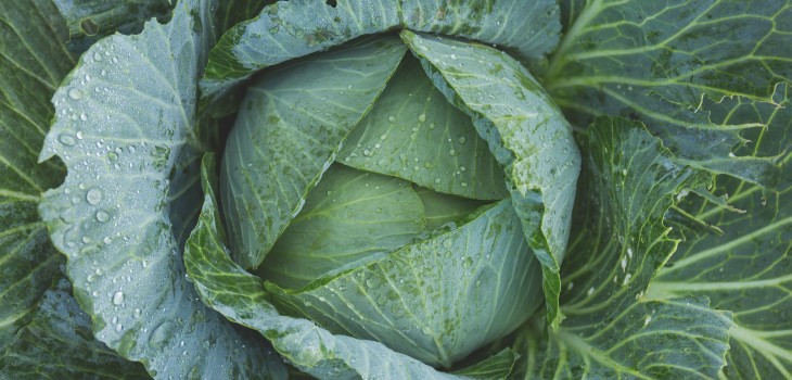 Cabbage straight from the field