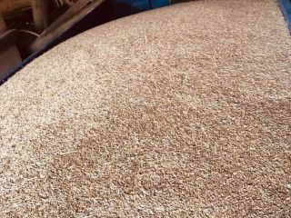 I will sell hybrid barley.