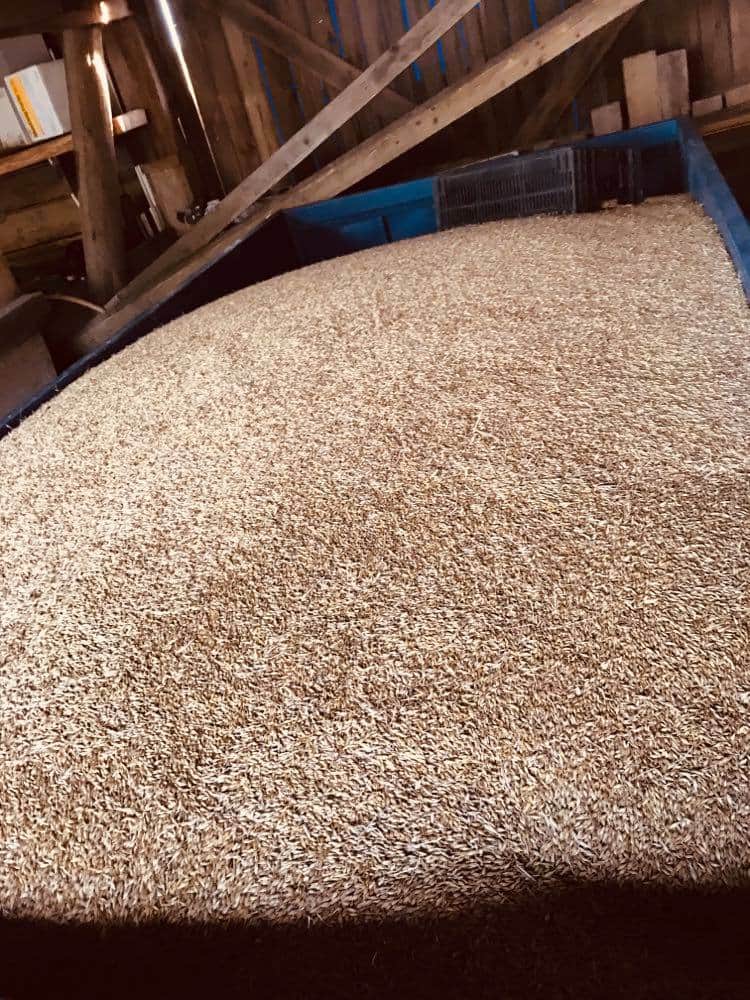 I will sell hybrid barley