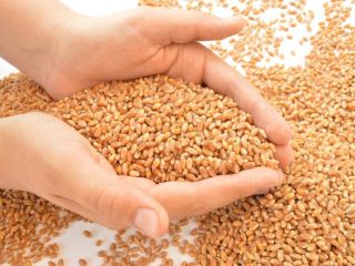 I am selling 70 tons of bread wheat HARVEST