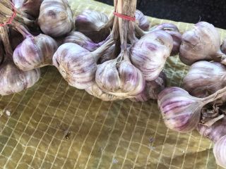 I will sell garlic, Harnaś variety, size 4-5-6 cm,