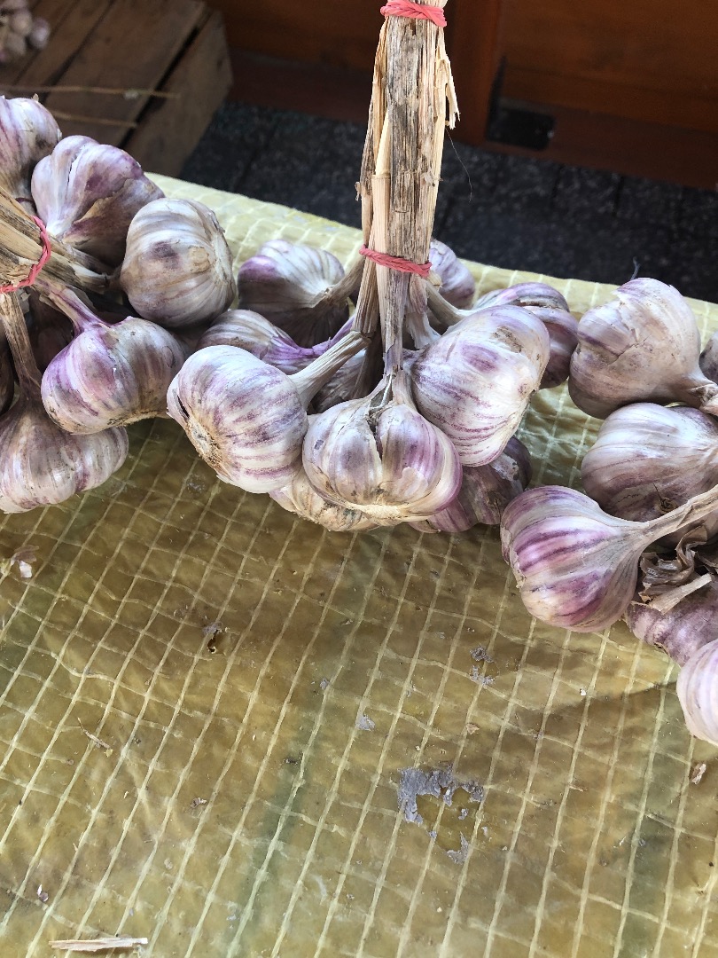 I will sell garlic, Harnaś variety, size 4-5-6 cm, price to be agreed 500 kg