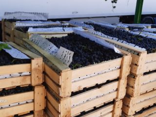 Sold Grapes from Tajikistan in wooden boxes packed with