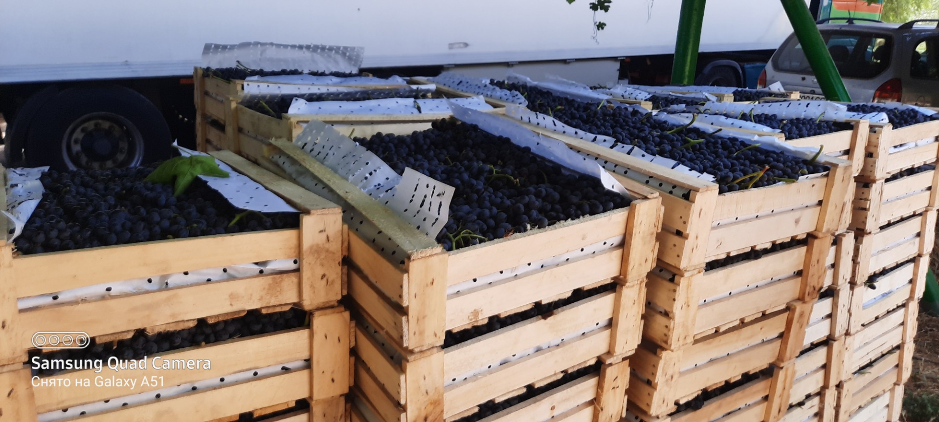 Sold Grapes from Tajikistan in wooden boxes packed with purely ecological paper
