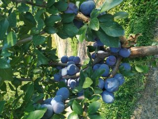 I will sell about 500 kg of plums, Kalypso