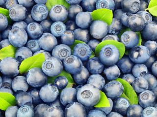 I will sell fresh blueberries