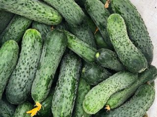 I will sell fresh ground cucumbers, 8-15 cm uncalibrated.