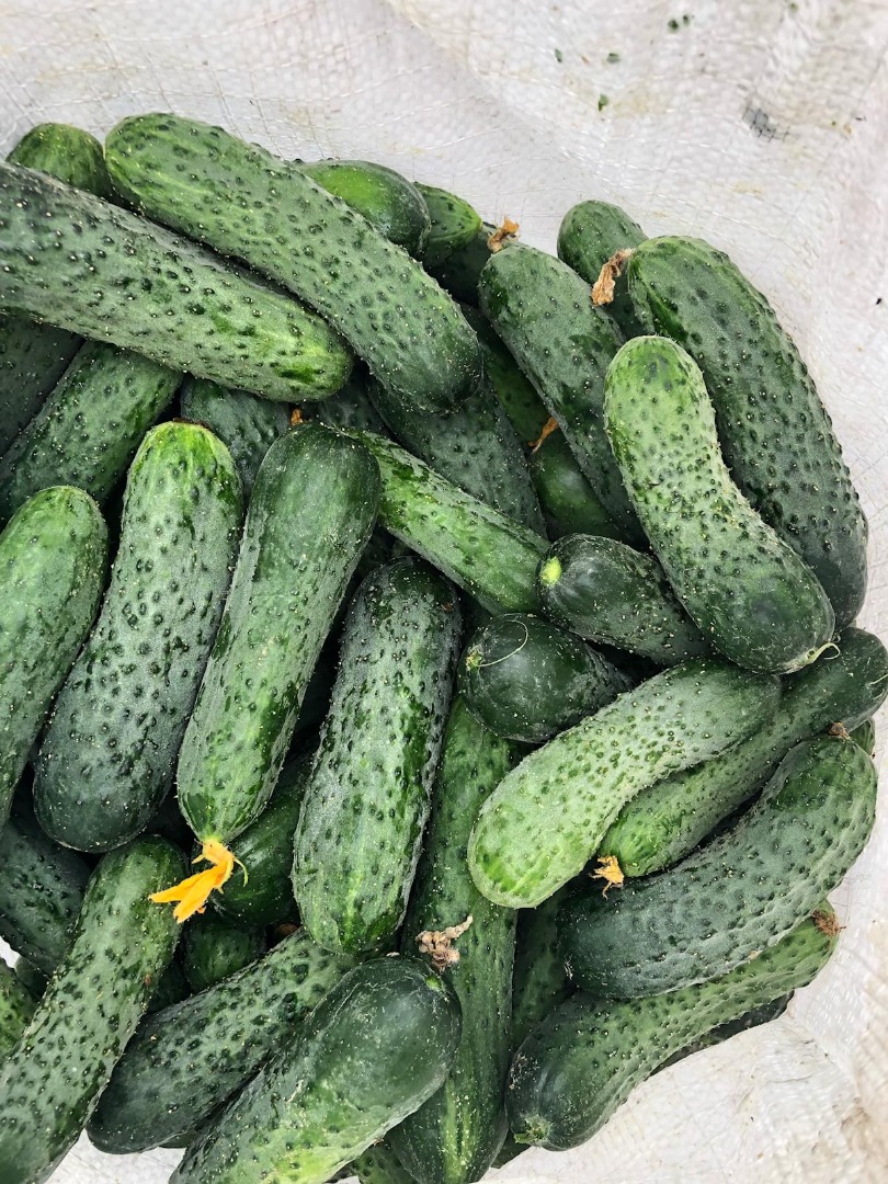 I will sell fresh ground cucumbers, 8-15 cm uncalibrated