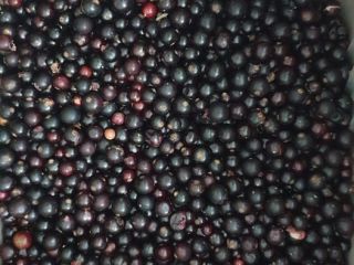 I will sell black currants, frozen, mechanically cleaned. Free
