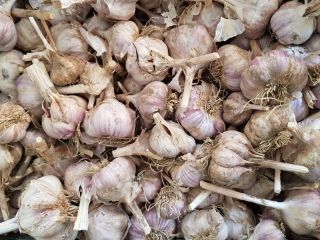 Romanian garlic, quality 1