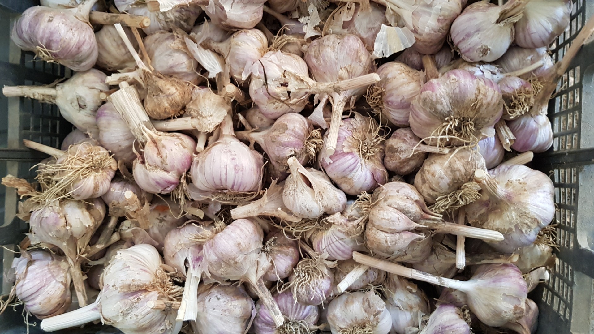 Romanian garlic, quality 1