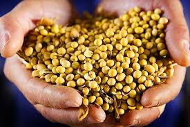 we are engaged in the business of export of high grade soya bean meal that is extensively demanded in the international market for its excellent taste