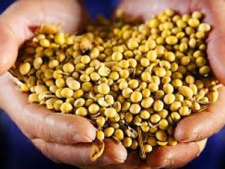 Our Soybeans has the obvious advantages , it is