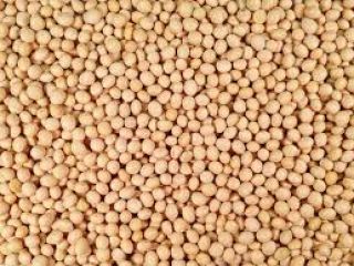 we are engaged in the business of export of