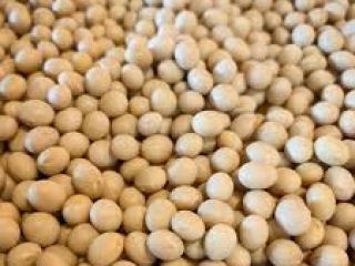 Our Soybeans has the obvious advantages , it is