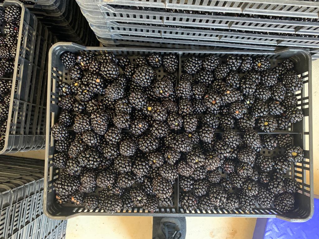 Blackberries come from crops in the 3rd year of conversion to organic farming