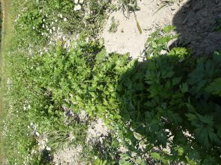 Fresh parsley and parsley soul quantity 05 ha halbange