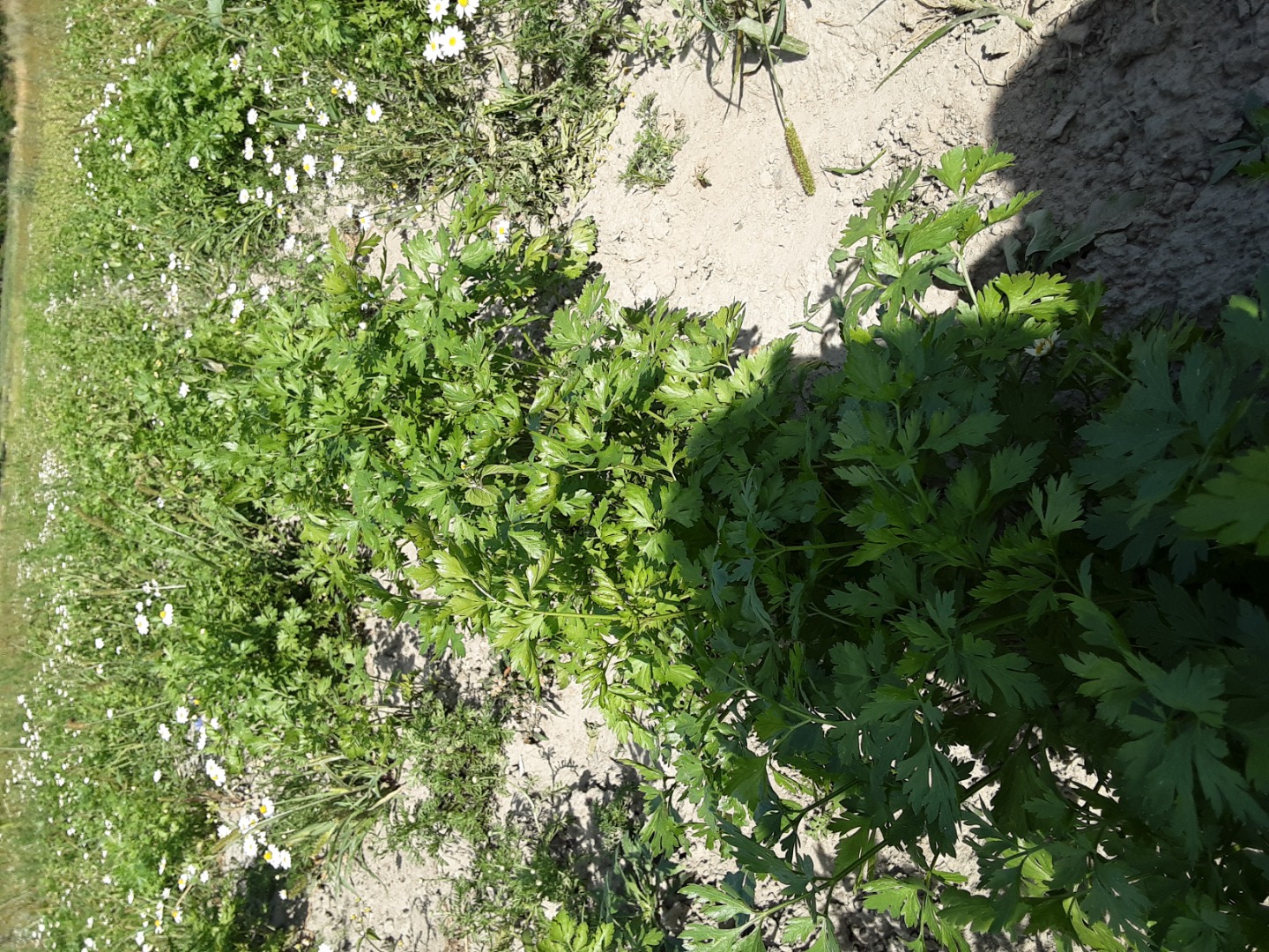 Fresh parsley and parsley soul quantity 05 ha halbange alba and carrot clearing 025 ha parsley about 9 tons of carrots about 5 tons price to be agreed phone