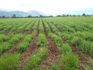 I am selling organic oregano produced in Greece, high