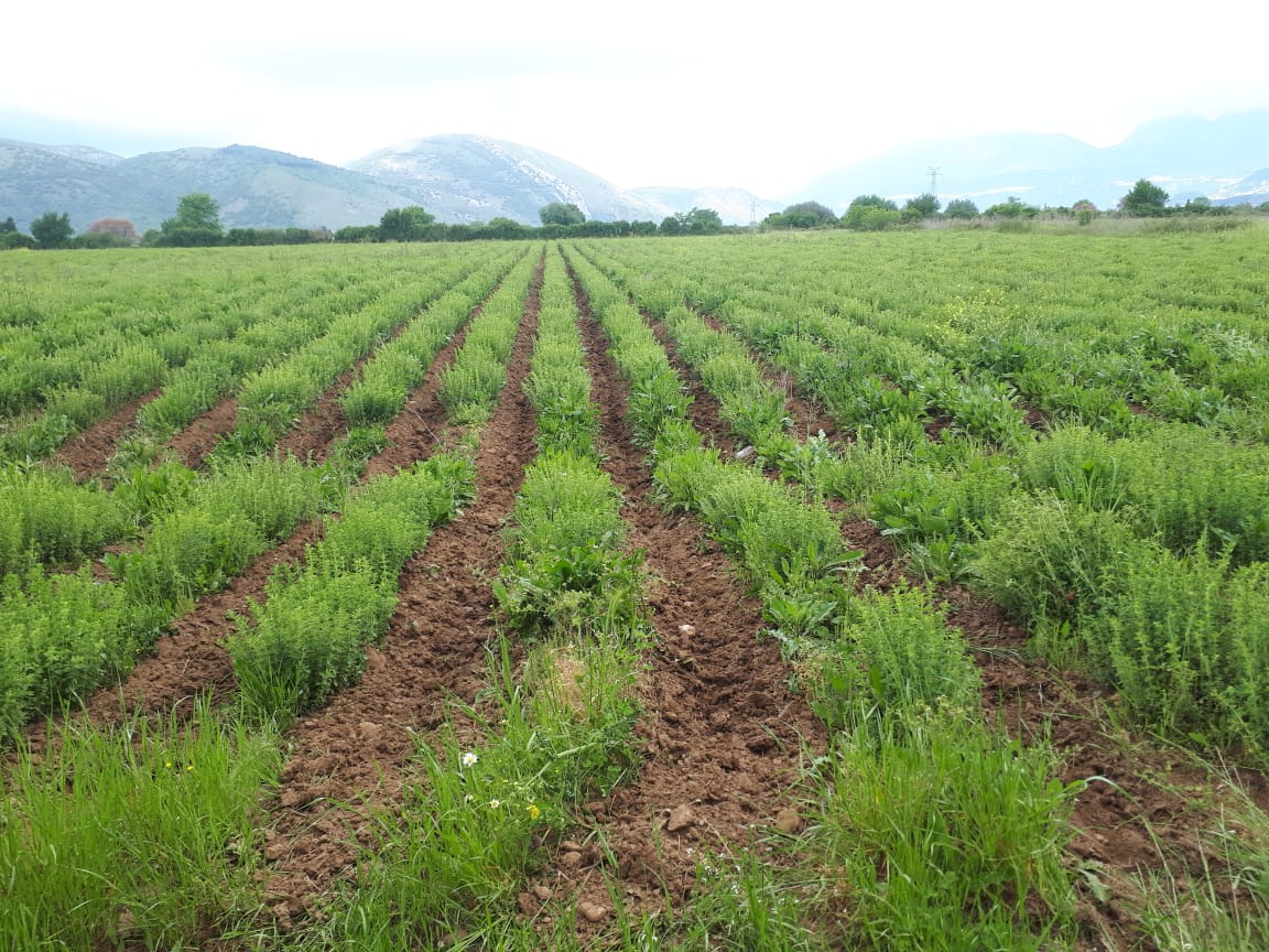 I am selling organic oregano produced in Greece, high quality in large quantities