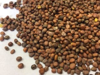 Oil radish for sale! Ukrainian origin. Minimum order: from