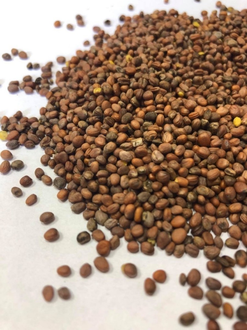 Oil radish for sale! Ukrainian origin