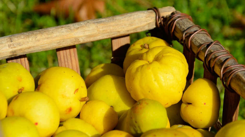 We are farmers from Latvia with over than 100ha of Quince gardens