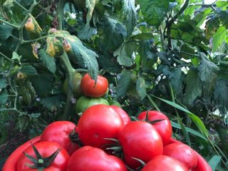 Our tomatoes are grown without chemicals, neither in the