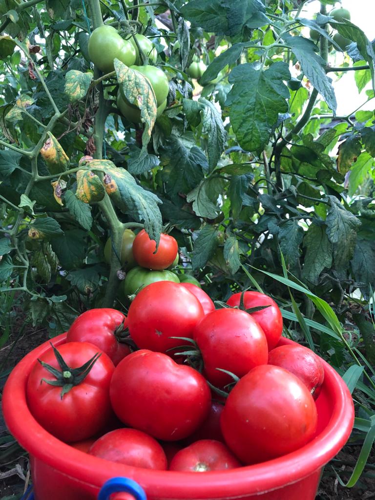 Our tomatoes are grown without chemicals, neither in the soil nor for their growth and ripening