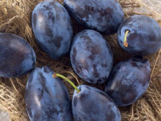 The plums will rise from our orchard, we do