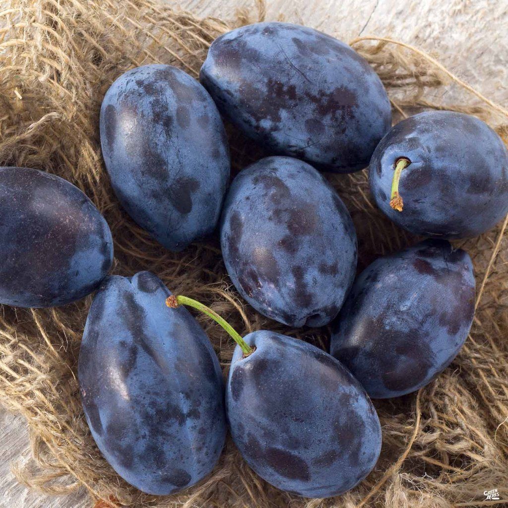 The plums will rise from our orchard, we do not provide transport