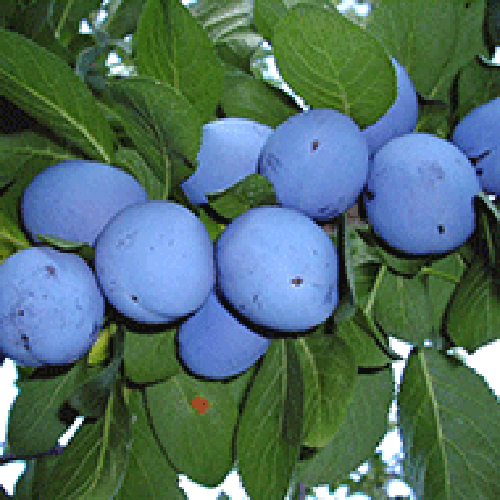 I will sell Cacańśka Lepotica and Dąbrowicka orchard plums near Bydgoszcz