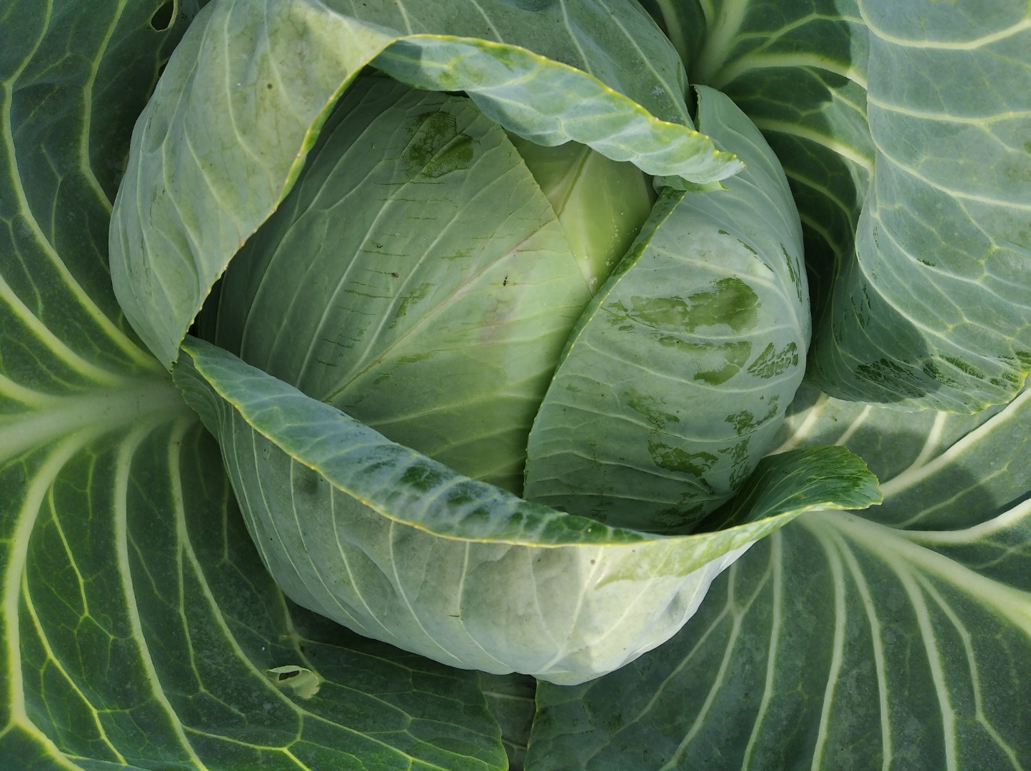 I will sell the perfect cabbage for pickling, Cabton variety