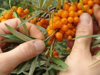 I am selling sea buckthorn, the price is 5