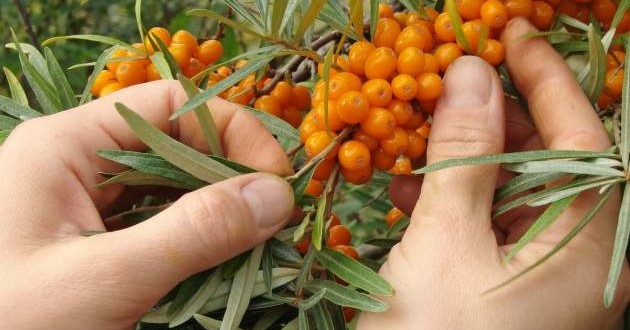 I am selling sea buckthorn, the price is 5 lei, the buyer will collect it