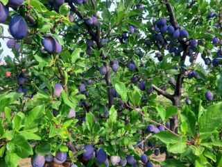 Prune Stanley and Anaspath varieties
