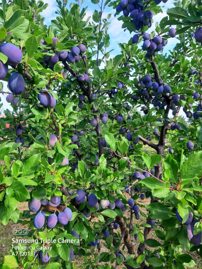 Prune Stanley and Anaspath varieties