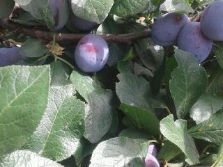 for sale lepotica plums torn directly to order, nice,